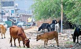 भले आप दुर्घटना का शिकार हों, राजधानी की सड़कों से फिलहाल नहीं हटेंगे मवेशी