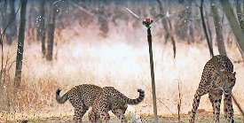 कुनो में सौर पंप से लगे स्प्रिंकलर शावर से गर्मी दूर भगा रहे शावक