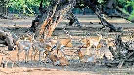 चिड़ियाघर में पशुओं के बाड़ों में नहीं भरेगा पानी