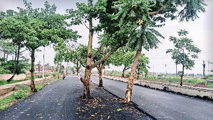 बगैर पेड़ काटे सड़क कर दी चौड़ी, राहगीर परेशान