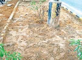 लुटियंस दिल्ली में अब नहीं उड़ेगी धूल, सड़कों के किनारे लगेंगे रंग-बिरंगे फूल