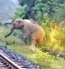 हथिनी ने रेल ट्रैक पर दिया बच्चे को जन्म, दो घंटे रुकी मालगाड़ी