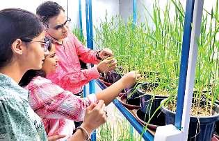 फसलों को बीमारियों और पर्यावरणीय संकट से बचाएगा सूक्ष्मजीवी घोल