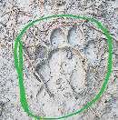 यमुना बायोडायवर्सिटी पार्क में तेंदुए की तलाश, पिंजरा और कैमरे लगाए गए