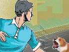 आवारा कुत्तों का आतंक, नींद में अधिकारी