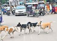 आवारा कुत्तों के आतंक से बेबस जनता