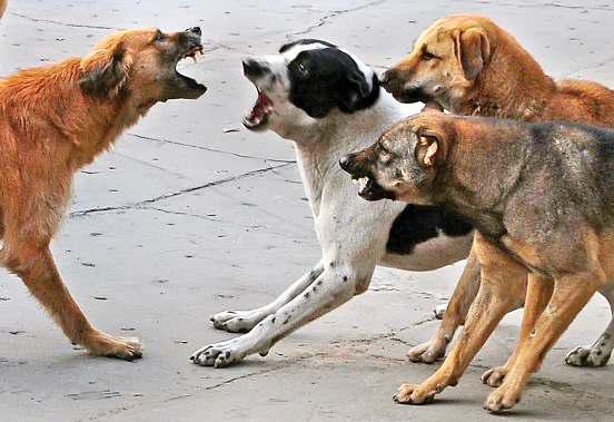 कुत्ते पकड़ने की रेस में हांफ रहा निगम