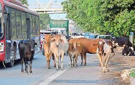 राजधानी के हर जिले में बनेगी गोशाला, 24 घंटे तैनात रहेंगे डाक्टर