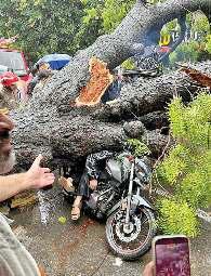 तेज वर्षा के बीच चलती बाइक पर गिरा पेड़, पिता की मौत, बेटी का कूल्हा और पैर टूटा