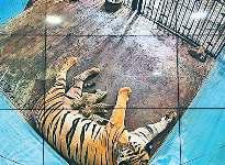 चिड़ियाघर में छह शावकों में से चार की मौत, एक की हालत बेहद गंभीर