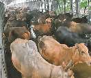 पुराना लोहे का पुल बंद, यातायात डायवर्ट