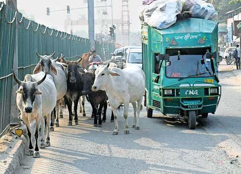 दक्षिणी दिल्ली की सड़कों पर गोवंशियों का डेरा, दुर्घटना की बन रहे वजह