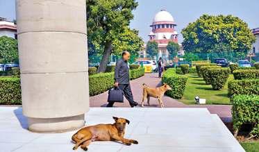 स्कूल, अस्पताल, हाईवे और रेलवे स्टेशनों से हटाएं आवारा कुत्ते: सुप्रीम कोर्ट