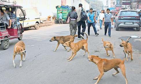 कुत्तों को शेल्टर होम पहुंचाने में खर्च होंगे सौ करोड़ सालाना