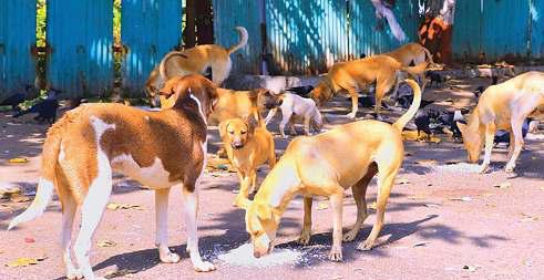 कुत्तों को लेकर सुप्रीम कोर्ट के आदेश को मिशन मोड में लागू करे सरकार