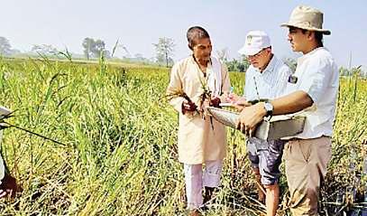 धान की धरोहर मिली, विकसित हो सकेंगी उन्नत किस्में