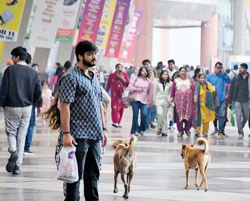 आवारा कुत्तों को लेकर सुप्रीम कोर्ट के आदेशों की मेले में हो रही अवहेलना