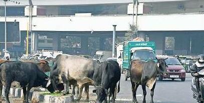 मुख्यमंत्री की चेतावनी के बाद भी दिल्ली में कम नहीं हो रही बेसहारा गायों की समस्या