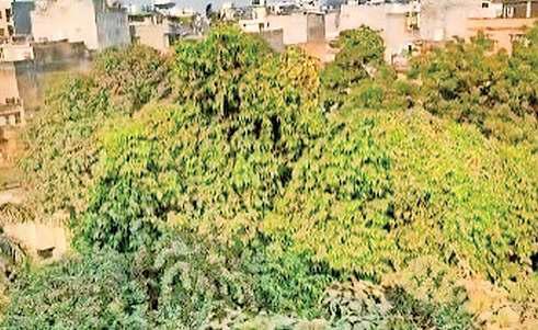 नसीम बाग में अवैध कब्जा कर काटे जा रहे हरे पेड़