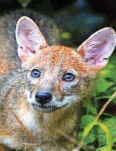 चिड़ियाघर से भागे एक सियार को पकड़ा, तीन की तलाश