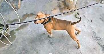 पिटबुल ने छह साल के बच्चे पर किया हमला, कान काटा