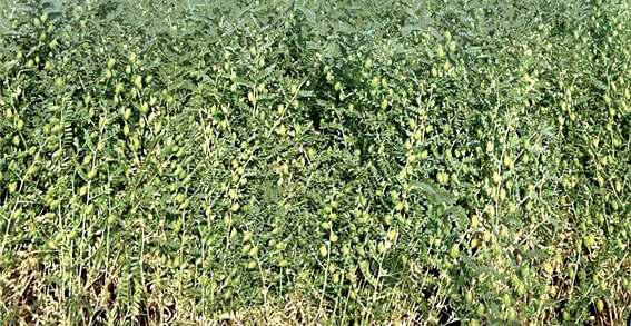 चने की नई किस्म 'पीबीजी -10' से दोगुनी पैदावार और अधिक प्रोटीन का वादा