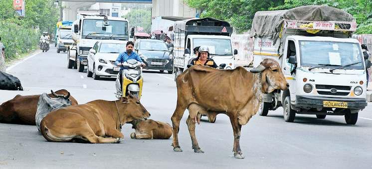 बेसहारा पशु बन रहे परेशानी, लोक निर्माण विभाग सड़कों पर लगाएगा सूचना बोर्ड