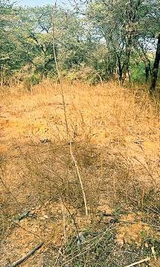 पांच माह पहले मातृ वन के नाम पर अरावली में लगाए पौधे सूखे