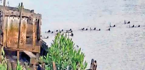 मगरमच्छ के जबड़े से साथी बंदर को बचाने के लिए नदी में उतरी वानर सेना