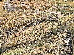 पराली से बनेगा बायो बिटुमिन, 14 कंपनियों को टेक्नोलाजी ट्रांसफर