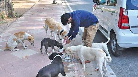 कुत्ते के काटने पर राज्य को देना होगा भारी हर्जानाः सुप्रीम कोर्ट
