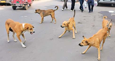 गणतंत्र दिवस के लिए सज रहे मार्ग, कुत्तों व बंदरों को पकड़े का काम तेज