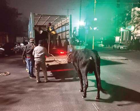रात में पूरी दिल्ली में सड़कों से उठेंगे गोवंशी, नगर निगम ने शुरू की है रात में गश्त
