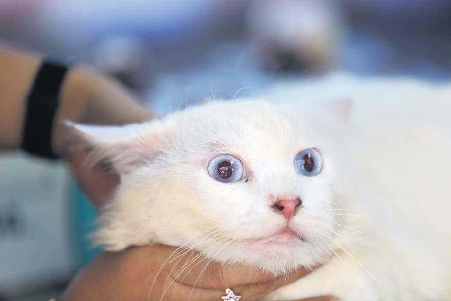 Gaza toll 'undercounted'