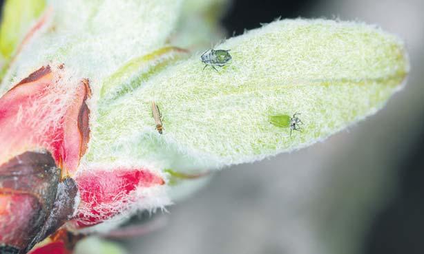 Beating diseases and pests