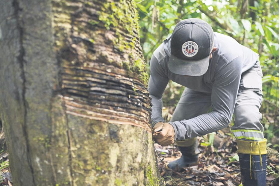 Rubber tappers saving forests