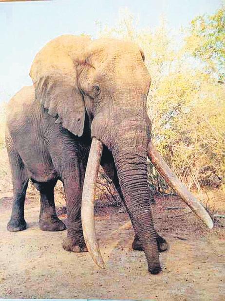 Ode to Kruger's super-tusker