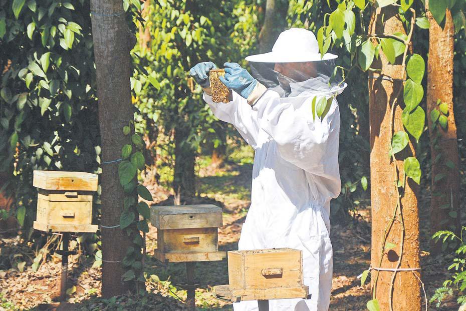 AI helps Indian farms