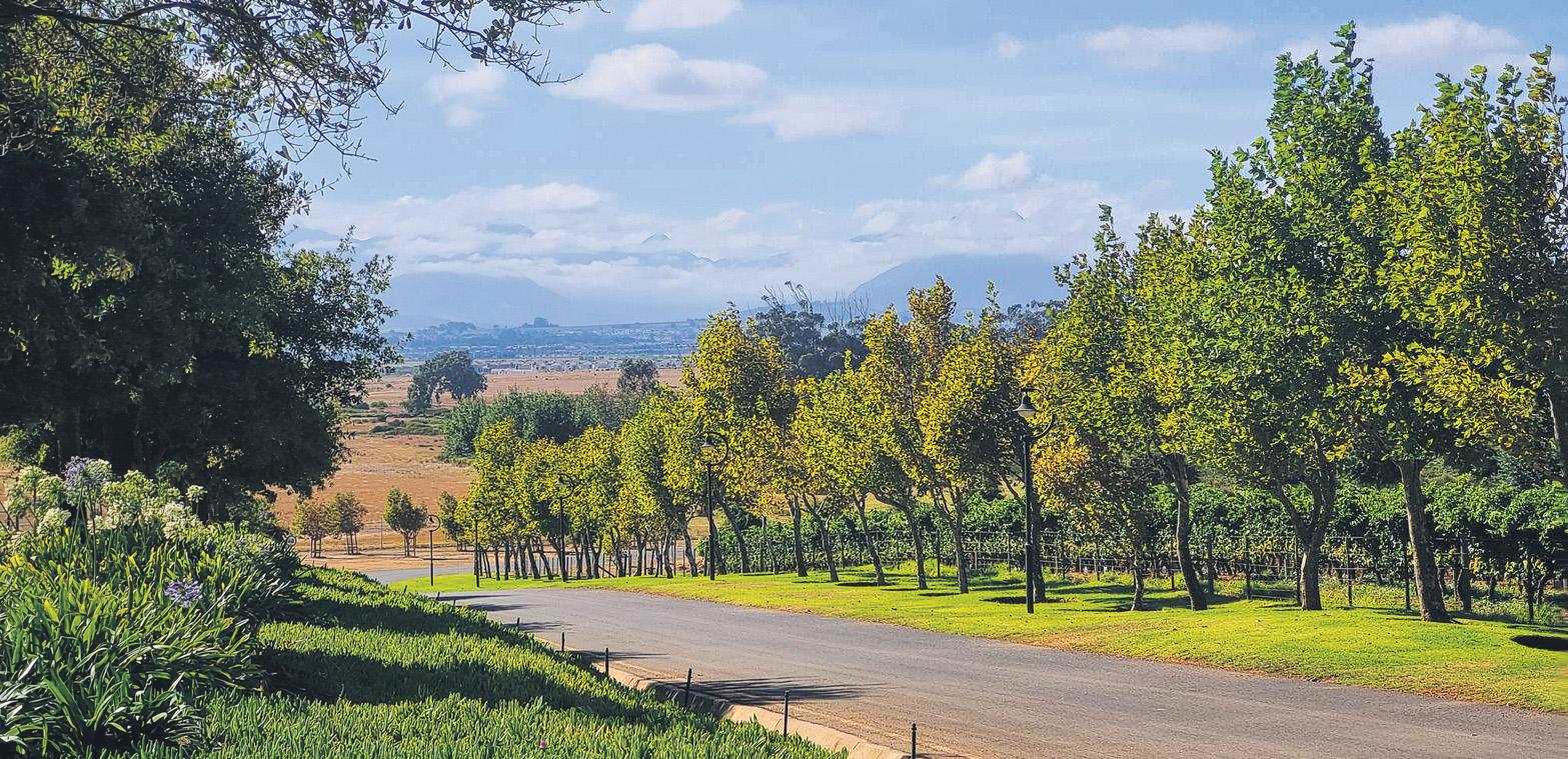 Go wild in the Winelands