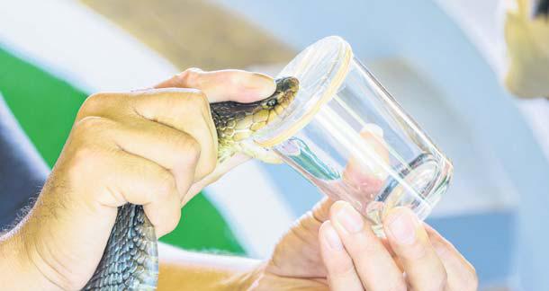 No stock of snake, scorpion, spider antivenoms