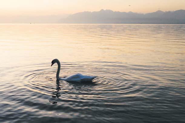 Global warming takes its toll on fish population