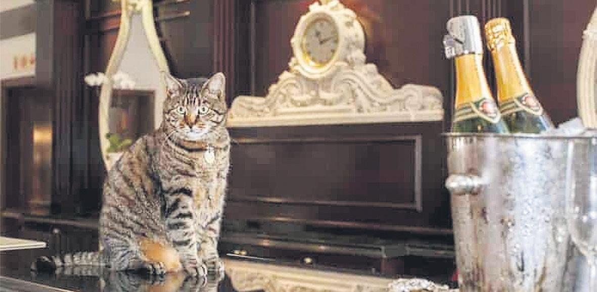 Tears as celebrity cat Skabenga dies at 19