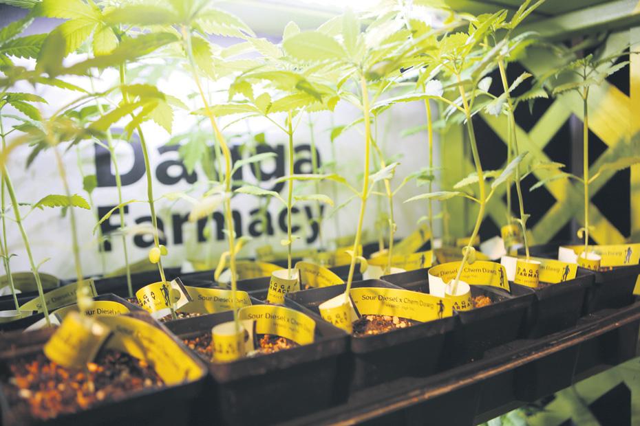 Growers Slate Dagga Ban
