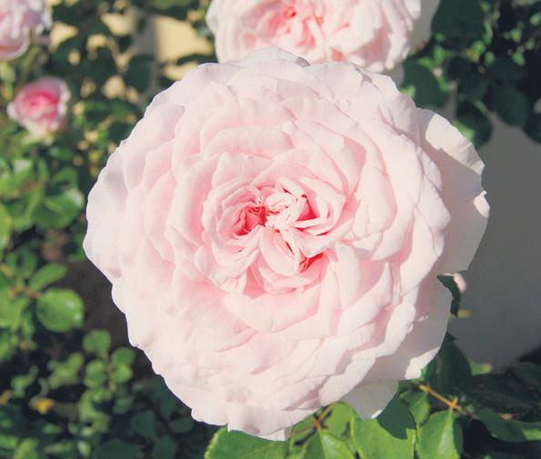 Get to the root of problem