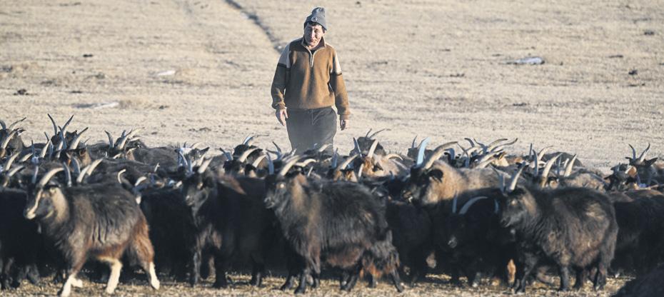 Extreme cold kills 10th of Mongolia's livestock