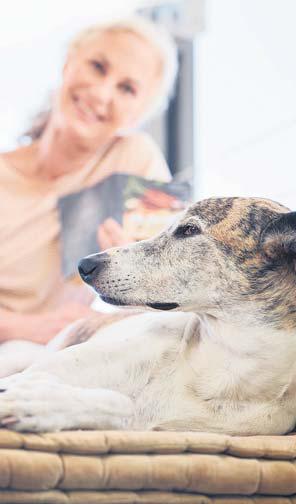 Why you don't understand your dog's emotions