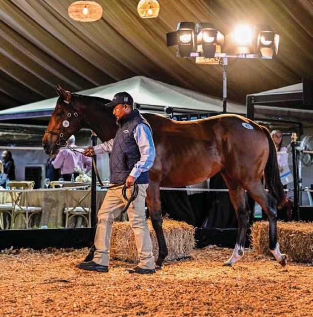 R9 million paid for Vercingetorix colt