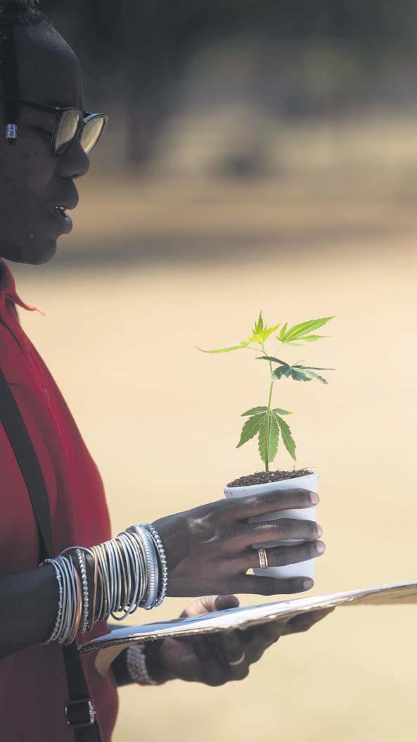 The Cannabis Law Is Flawed