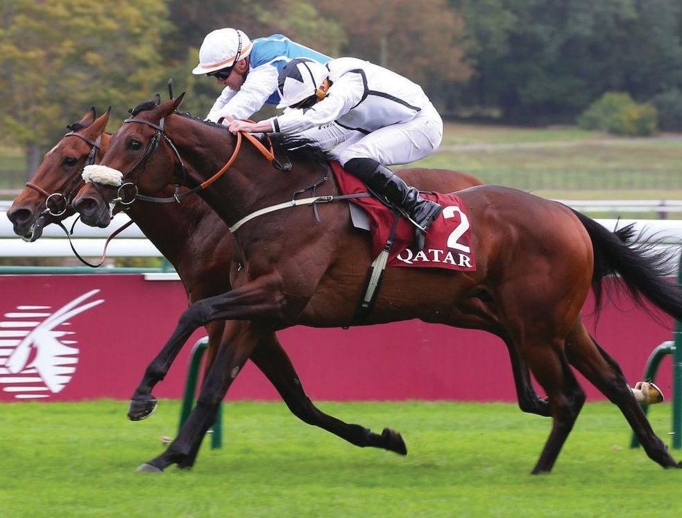 Al Qareem stands out