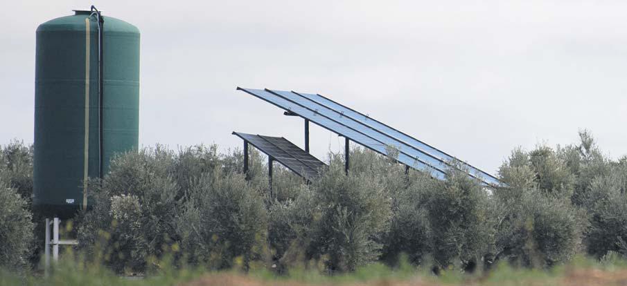 Solar park boom threatens Spain's olive trees